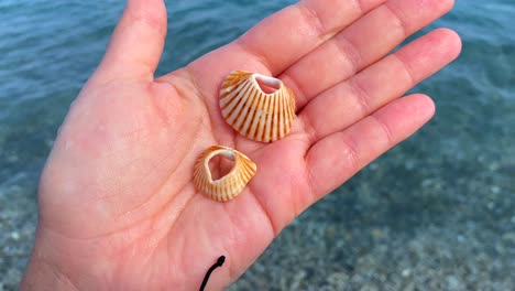 Hand-Hält-Zwei-Orange-weiße-Muscheln-Mit-Löchern-Am-Strand-Mit-Türkisfarbenem-Wasser-In-Manila,-Spanien,-Sommertag,-4K-Aufnahme