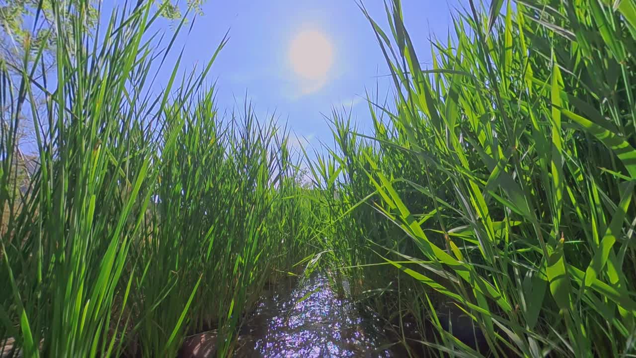 Vertical pan reveals sunlight shining over a narrow stream framed by tall green grass