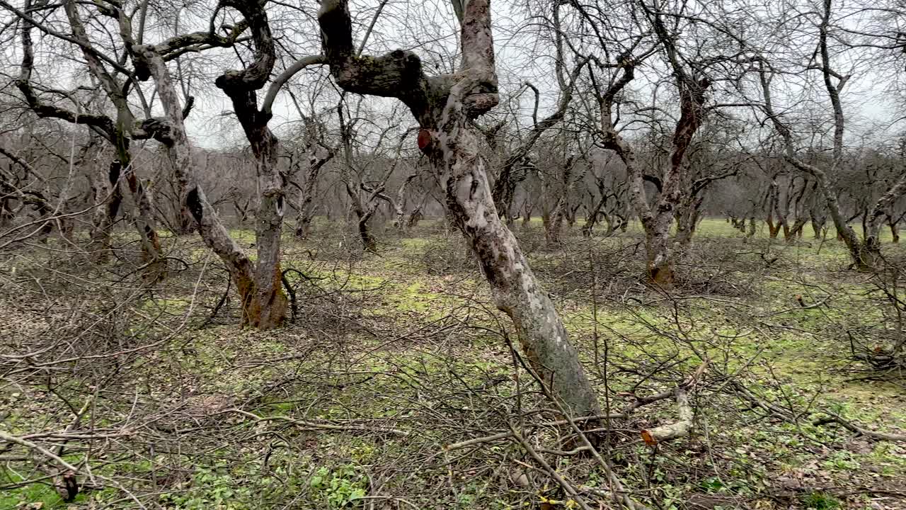 Forming pruning of fruit trees in gardens