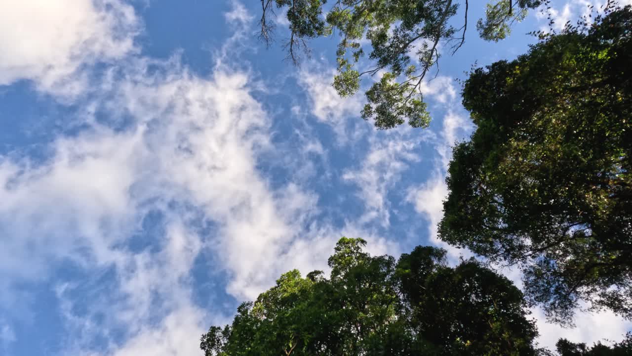 나무와 하늘을 쳐다보며