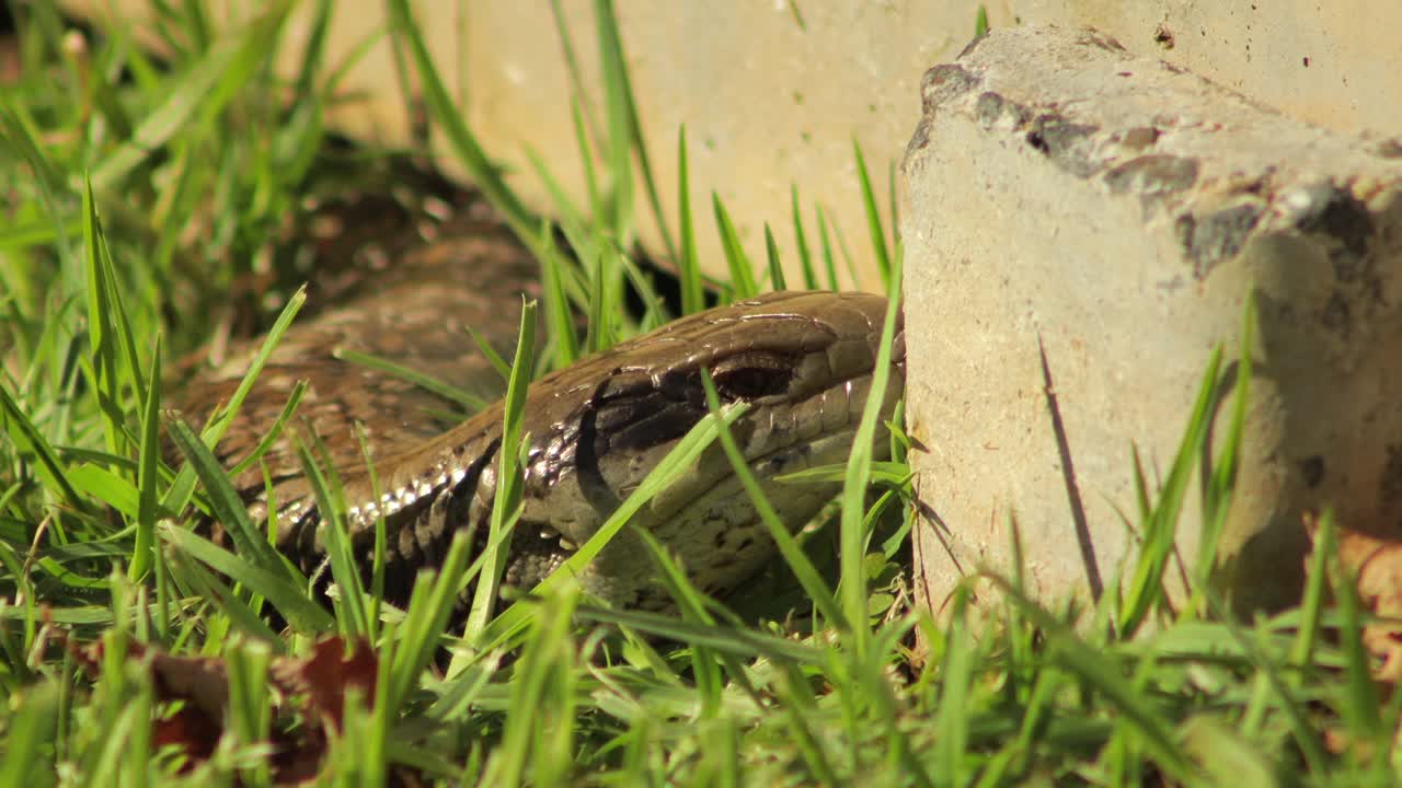 lagarto de lengua azul que yace en el jardín de hierba parpadea