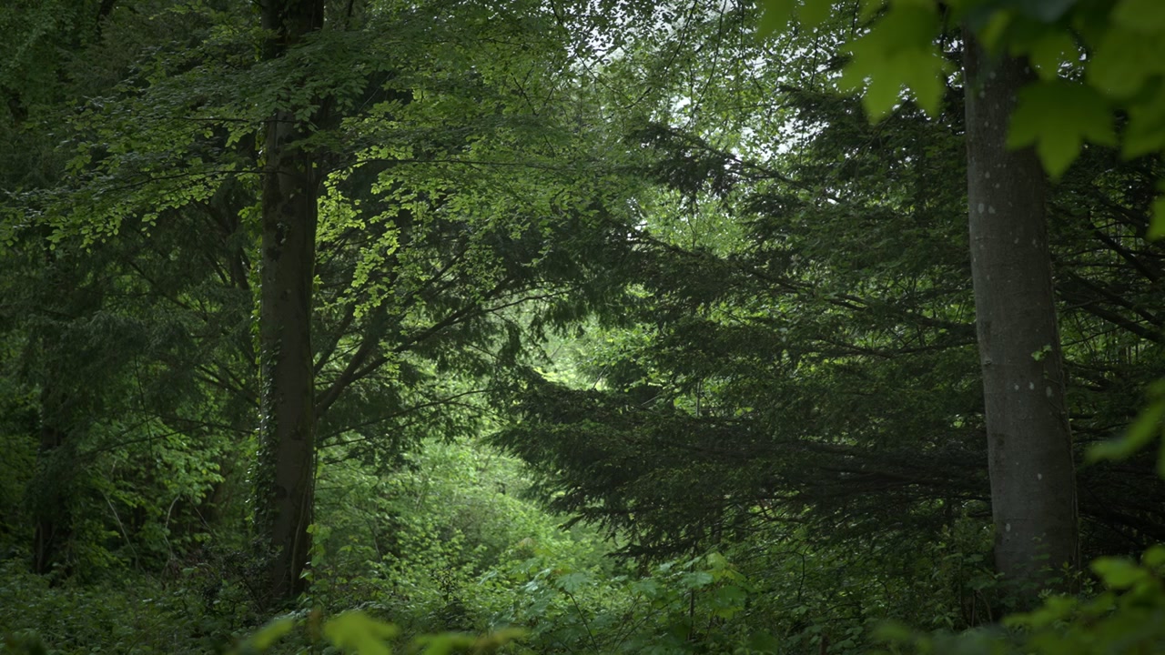 Luce solare che filtra attraverso un bosco denso 4K. La luce del sole filtra delicatamente attraverso un bosco denso. Ideale per documentari ambientali o progetti a tema naturalistico.