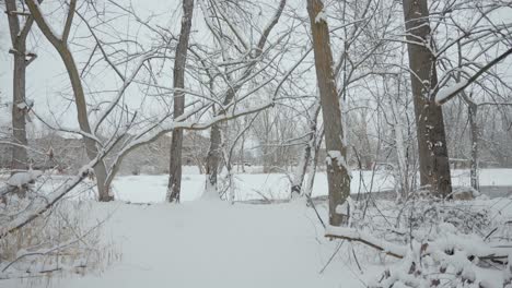 shot moving through a forest of snow covered trees in boise, idaho