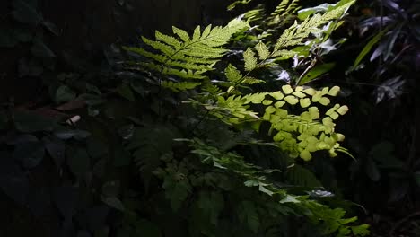 detail of ferns on the damp wall