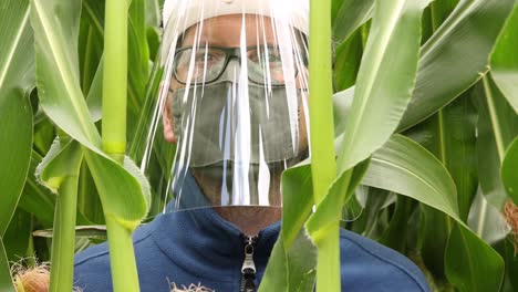 closeup of male caucasian person in blue sweater, facemask and face shield in a cornfield looking around with bright light from above reflecting in the plastic protective mask