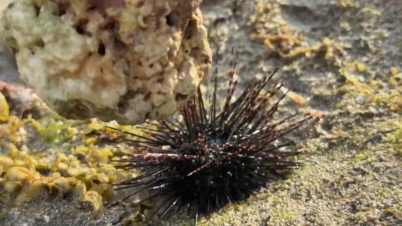 Persona che posiziona una roccia sopra un riccio di mare in una pozza di marea