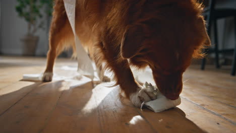 Playful dog biting toilet paper making mess in modern apartment close up.