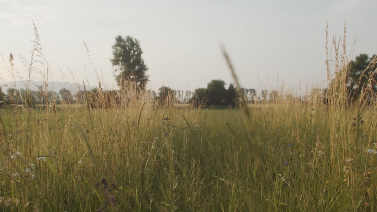 Flowering meadow during summer sunset
