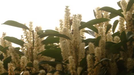 las abejas vuelan a las flores de un seto de laurel de cereza en un jardín en un soleado día de primavera