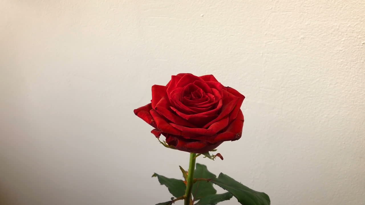 흰 벽 배경에 빨간 장미