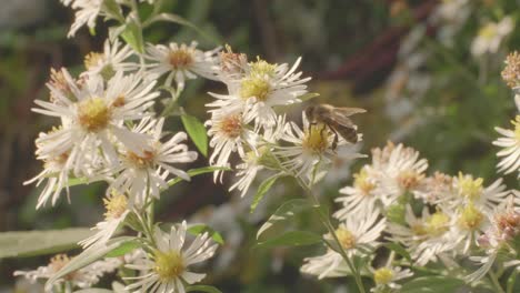 bee pollinating a plant with white heath aster flowers in bloom in late summer