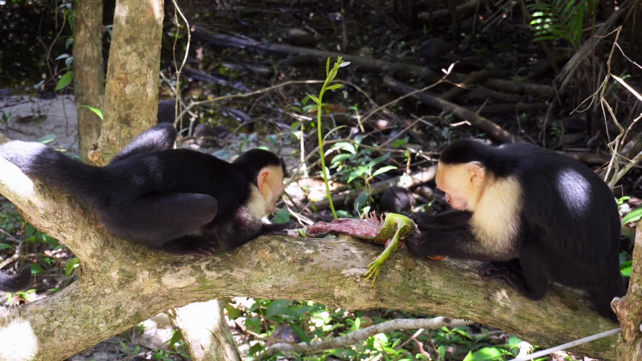 dos monos comiendo un lagarto en una selva tropical costarricense en un día soleado