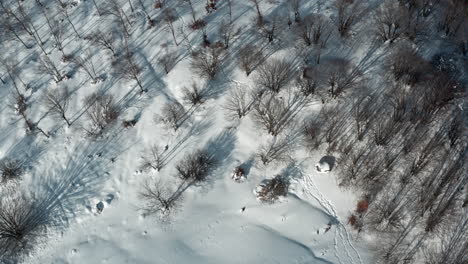 Un-Paisaje-De-Bosque-Nevado-Con-Sombras-Sobre-La-Prístina-Nieve-Blanca,-Vista-Aérea