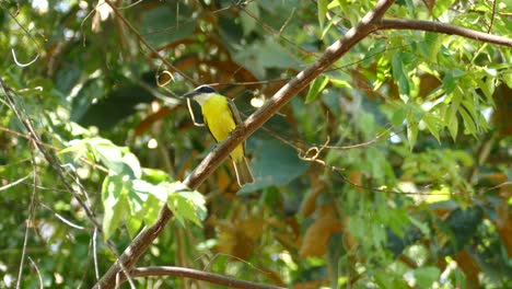 Bunter-Kiskadee-Vogel-Auf-Einem-Ast-An-Einem-Windigen-Tag