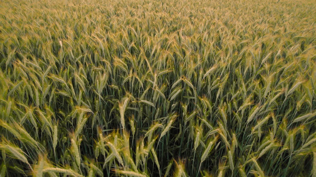 golden rye field with ripe wheat ready to harverst