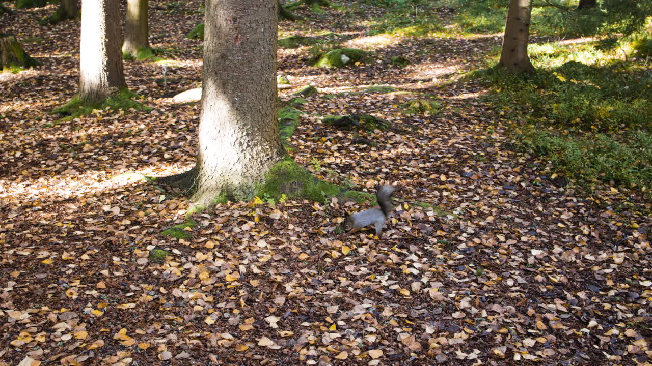 Wide view of squirrel digging in ground in leafy autumn forest