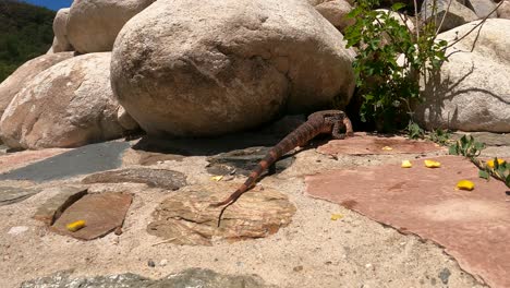 close up of red tegu lizard crawling and hiding between rocks during hot summer day in nature