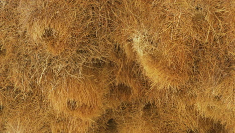 sociable weaver birds fly in and out of their communal nest. several nesting tubes can be seen, with a bird peering out of one.