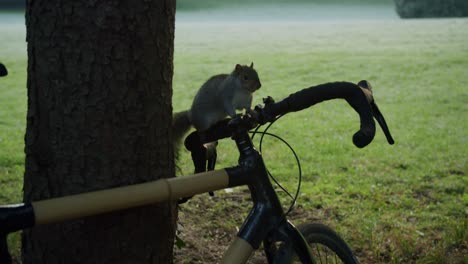 Una-Ardilla-Curiosa-Intenta-Entender-Qué-Es-Una-Bicicleta---01