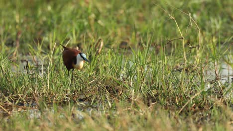 Clip-A-La-Altura-De-Los-Ojos-De-Una-Jacana-Africana-Caminando-En-Aguas-Poco-Profundas-Cubiertas-De-Hierba-En-Khwai,-Botswana