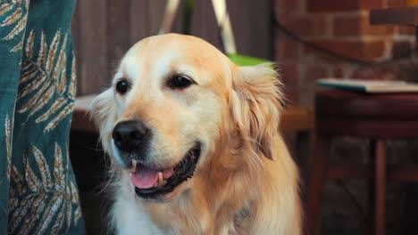 golden retriever wagging it's tail as it looks from right to left