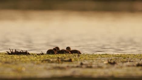 Junge-Entenküken-Auf-Nahrungssuche-Und-Beim-Schwimmen-Zwischen-Flussalgen-Bei-Sonnenuntergang