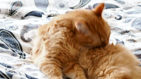 cute ginger cat lying in bed. fluffy pet is licking its paws and going to sleep. cozy home background