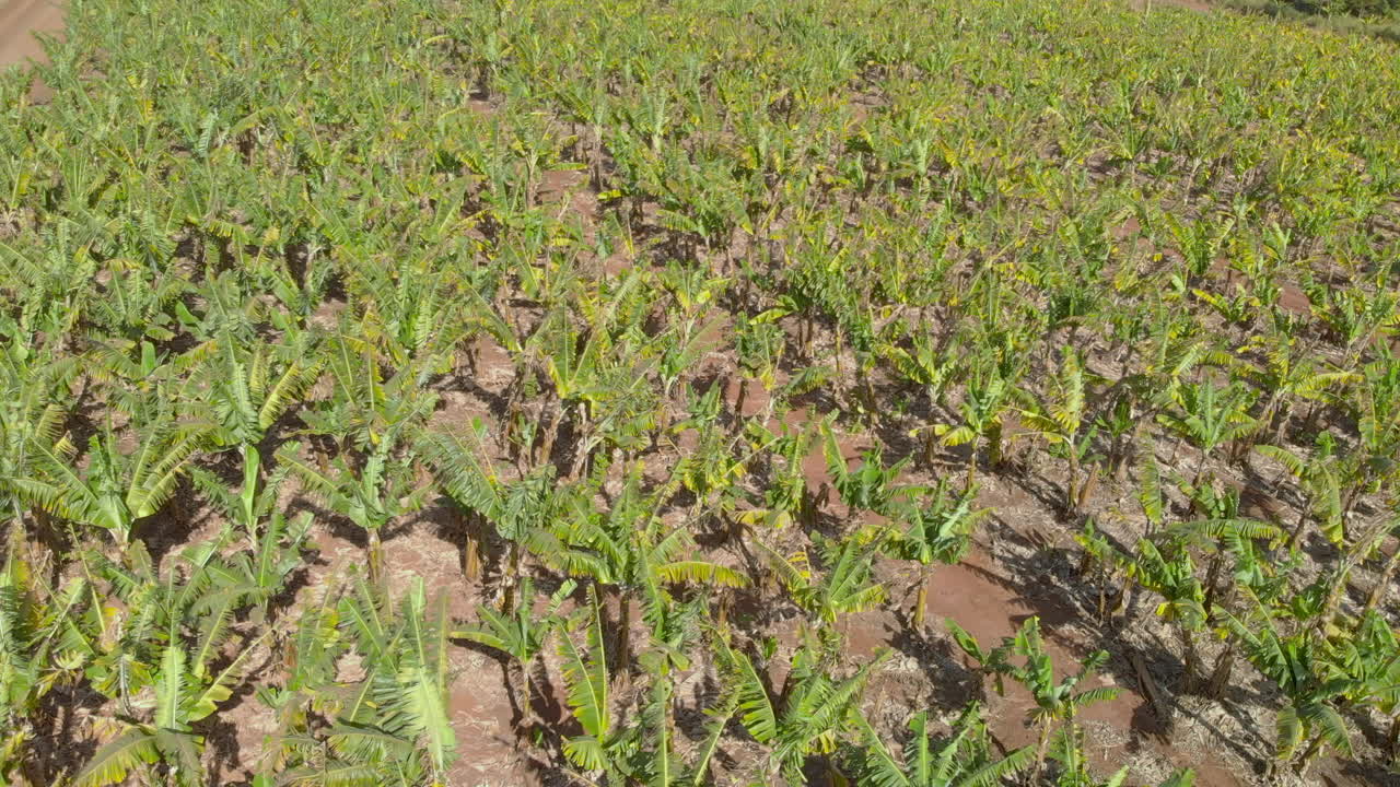 vista aérea de la plantación de plátanos