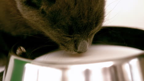 el gatito bebiendo leche