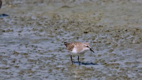 Dos-Individuos-Alimentándose-En-Una-Marisma-Con-Un-Poco-De-Agua,-Calidris-Ruficollis-De-Cuello-Rojo,-Tailandia