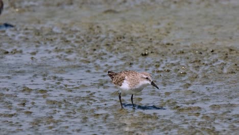 dos individuos alimentándose en una llanura de barro con un poco de agua, calidris ruficollis de cuello rojo, tailandia