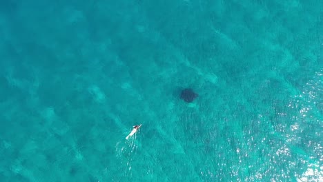 A-girl-swimming,-snorkeling-with-manta-ray-in-blue-azure-turquoise-sea-water-of-Maldives