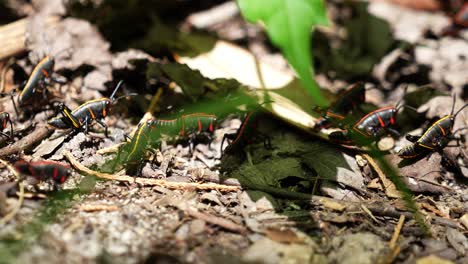 Ninfas-De-Saltamontes-De-Lubber-Oriental-En-Florida-Arrastrándose-Sobre-Hojas-En-El-Suelo-4k