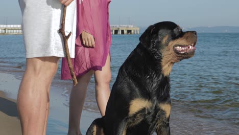 a friendly and attentive rottweiler dog at the beach with his owners