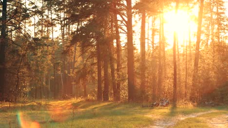 sun shining over forest lane, country road, path, walkway through pine forest. sunset sunrise in summer forest trees