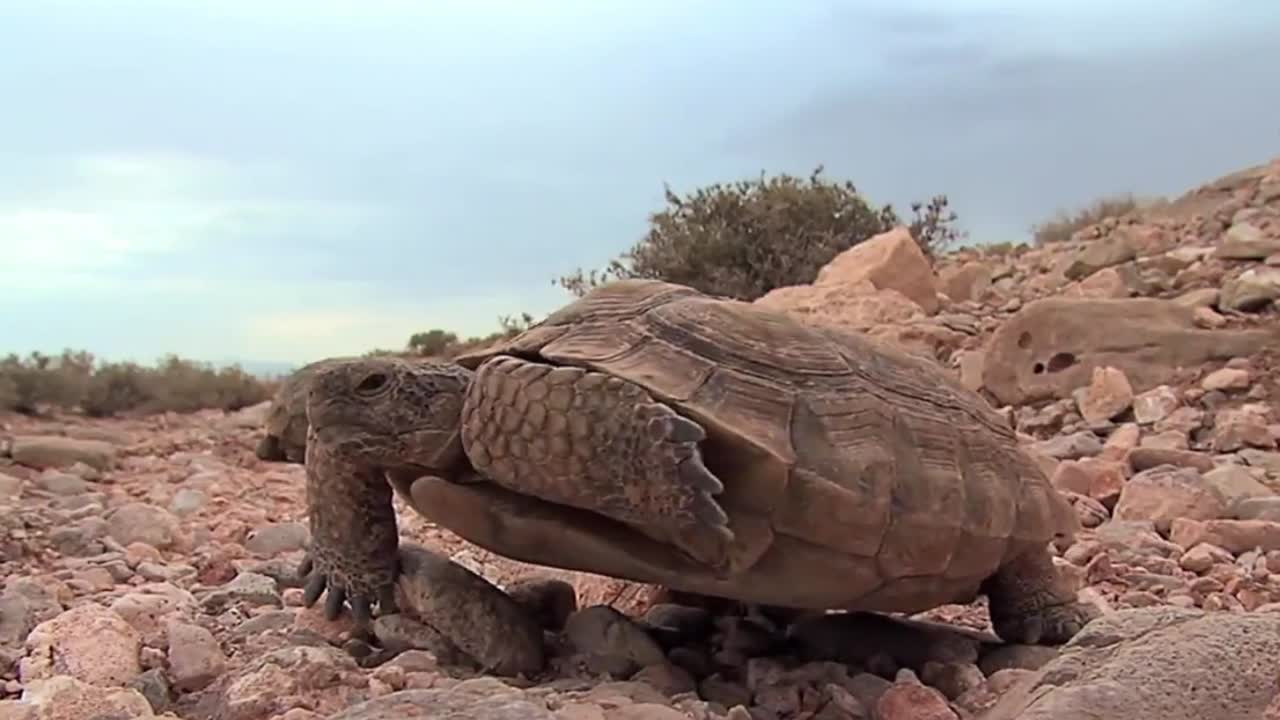 usgs의 연구원은 멸종 위기에 처한 사막 거북과 함께 일합니다.