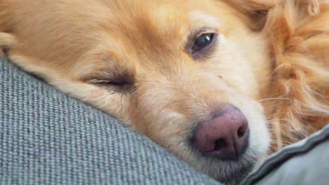 Close-up-shot-on-dog's-face