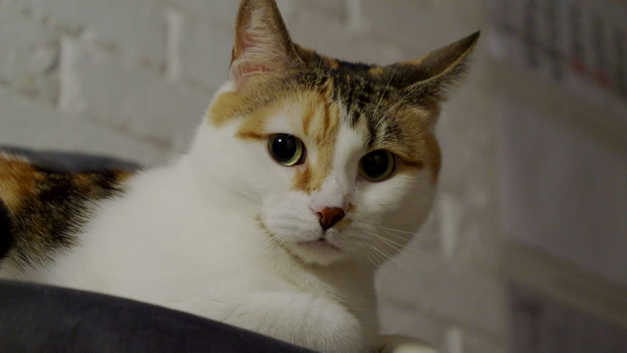 A three-colored cat with large green eyes is lying on a chair at home