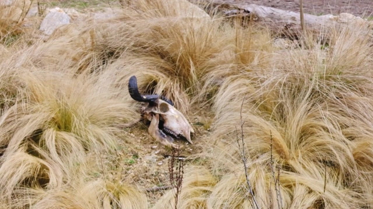 Teschio e corna di gnu adagiati nell'erba alta della savana