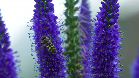 Scaeva-Selenitica-Hoverfly-Posado-Sobre-Una-Planta-Verónica-Con-Púas-Moradas