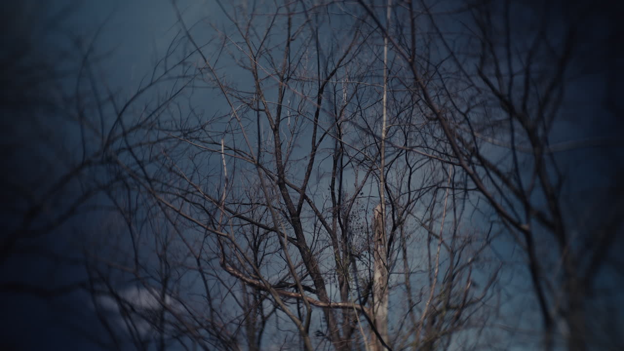 Bare Branches Against a Dark Sky