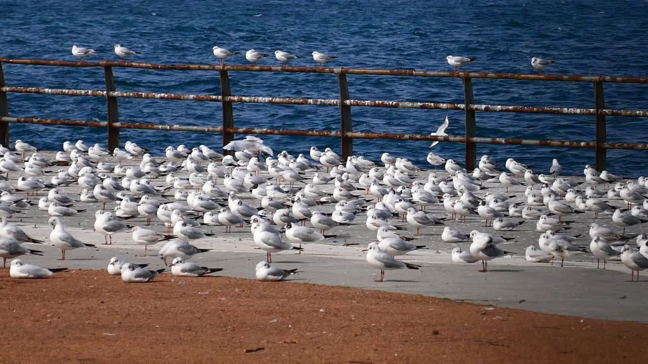 Large flock of seagulls resting on a pier