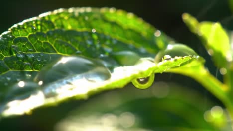 the beauty of nature: a close-up journey through the lush green leaves adorned with nature's gems of dewdrops glimmering in the morning light