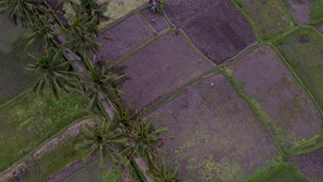 Von-Oben-Nach-Unten-Einer-Kleinen-Straße,-Umgeben-Von-Reisfeldern-Auf-Bali,-Indonesien,-Luftaufnahme