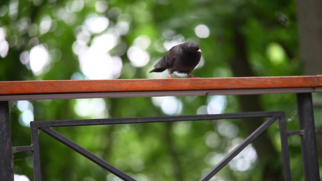 공원 레일링 에 있는 비둘기