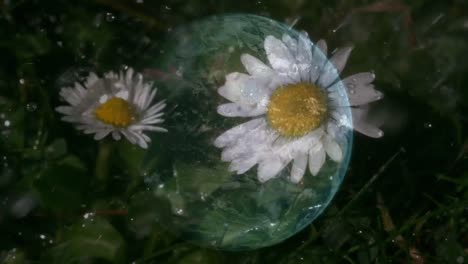 common chickweed under heavy rain