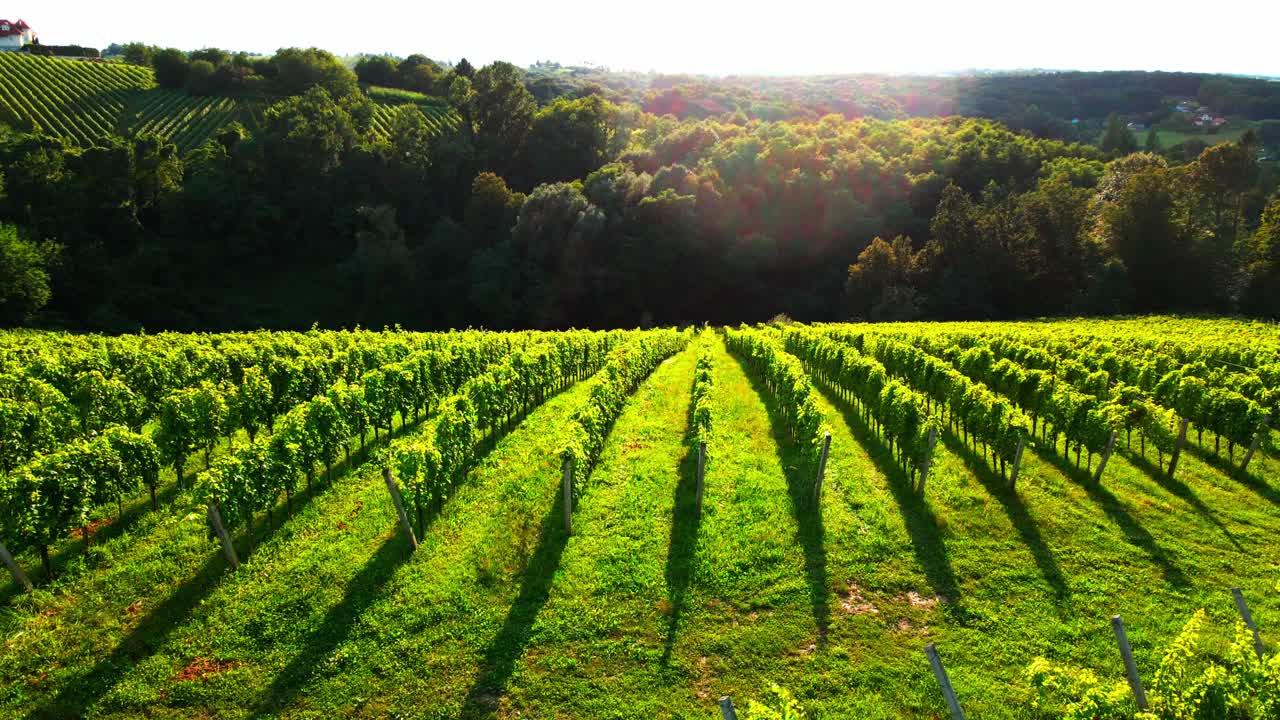 Stunning drone footage of a lush green vineyard spreading across a Jeruzalem hill, adorned with abundant leaves