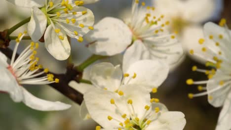 Reich-An-Zarten-Weißen-Blüten