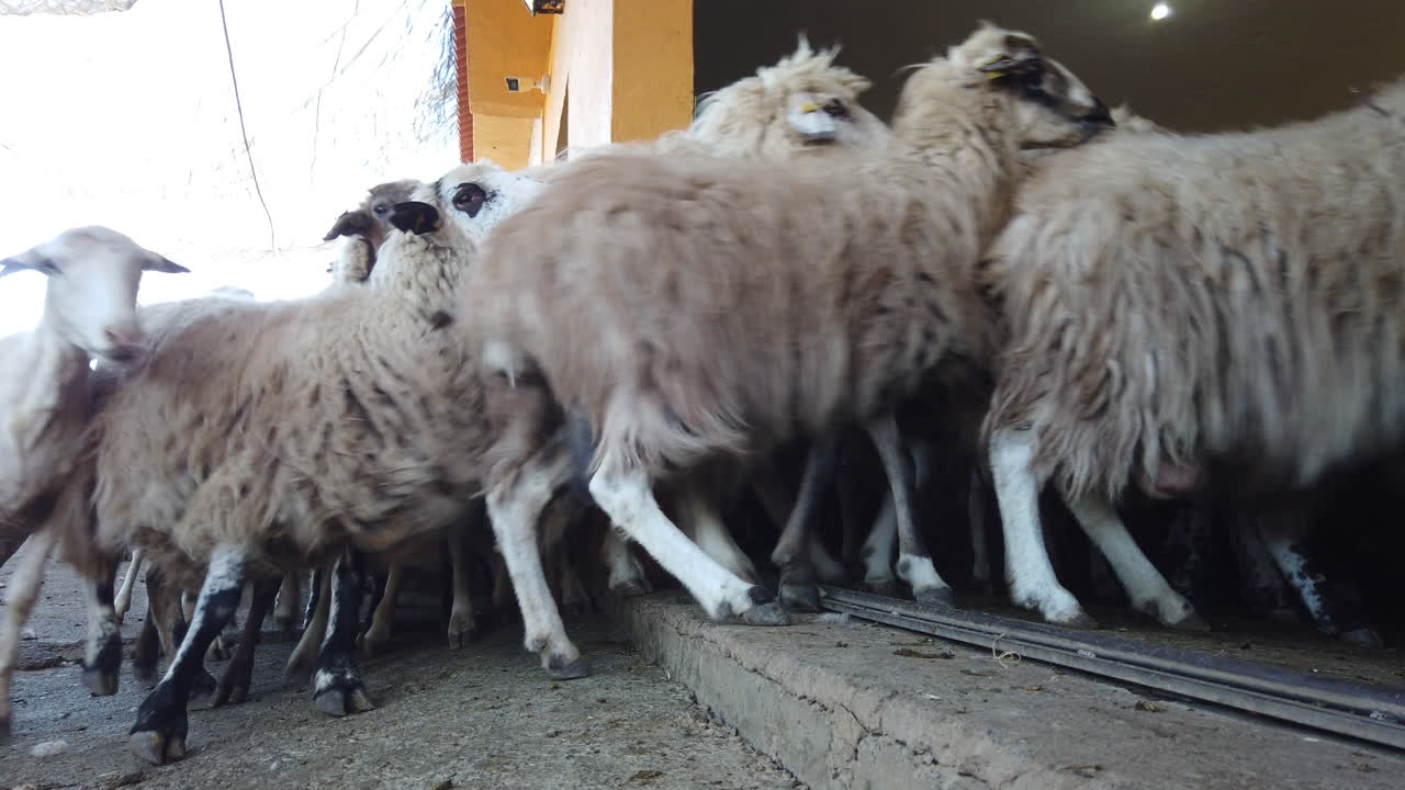 Sheep brown and white wool are resting in corral on farm banner. Sheep prepare for shearing wool and slaughtering meat