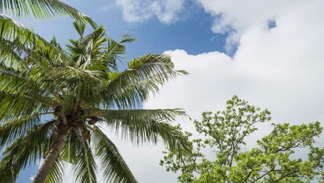 4K-Timelapse-Static-Shot-Looking-Upward-Toward-Sky-with-Palm-Trees-in-Paradise-Thailand